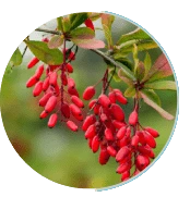 Berberine HCL